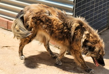 ENNA, Hund, Mischlingshund in Spanien - Bild 20