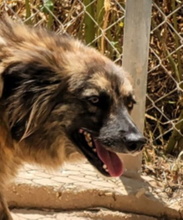 ENNA, Hund, Mischlingshund in Spanien - Bild 22