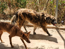 ENNA, Hund, Mischlingshund in Spanien - Bild 23