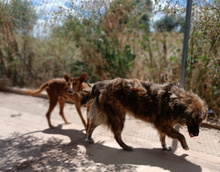 ENNA, Hund, Mischlingshund in Spanien - Bild 26