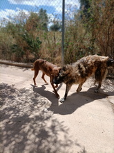 ENNA, Hund, Mischlingshund in Spanien - Bild 27