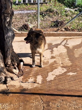ENNA, Hund, Mischlingshund in Spanien - Bild 5