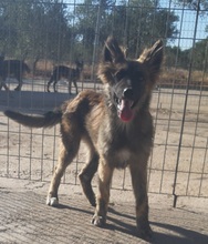 ABBY, Hund, Mischlingshund in Spanien - Bild 13