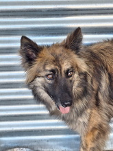 ABBY, Hund, Mischlingshund in Spanien - Bild 4