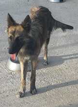 ABBY, Hund, Mischlingshund in Spanien - Bild 9