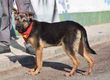 FLORA, Hund, Deutscher Schäferhund-Mix in Spanien - Bild 2