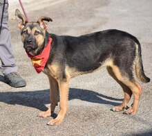 FLORA, Hund, Deutscher Schäferhund-Mix in Spanien - Bild 3