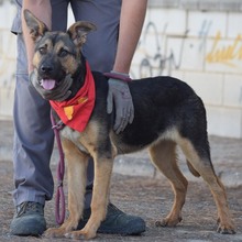 FLORA, Hund, Deutscher Schäferhund-Mix in Spanien - Bild 5