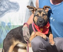 FLORA, Hund, Deutscher Schäferhund-Mix in Spanien - Bild 6
