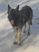 ADDI, Hund, Mischlingshund in Spanien - Bild 1