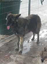 ADDI, Hund, Mischlingshund in Spanien - Bild 13
