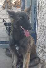 ADDI, Hund, Mischlingshund in Spanien - Bild 6