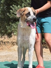 EDEN, Hund, Herdenschutzhund in Spanien - Bild 4