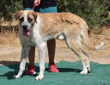 EDEN, Hund, Herdenschutzhund in Spanien - Bild 5