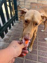 PINO, Hund, Podenco in Spanien - Bild 2