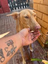 PINO, Hund, Podenco in Spanien - Bild 3