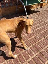 PINO, Hund, Podenco in Spanien - Bild 4