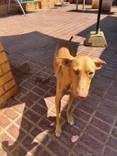 PINO, Hund, Podenco in Spanien - Bild 5