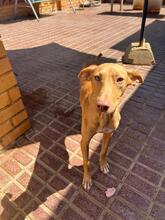 PINO, Hund, Podenco in Spanien - Bild 6