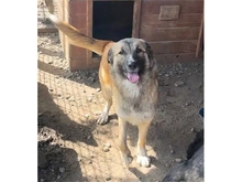 TAMY, Hund, Mischlingshund in Rumänien - Bild 1