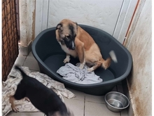 TAMY, Hund, Mischlingshund in Rumänien - Bild 7