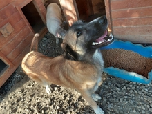 TAMY, Hund, Mischlingshund in Rumänien - Bild 8