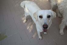TERRY, Hund, Labrador-Mix in Italien - Bild 7
