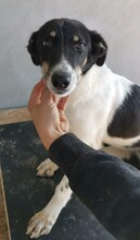MALIA, Hund, Mischlingshund in Rumänien - Bild 1