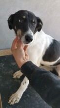MALIA, Hund, Mischlingshund in Rumänien - Bild 2