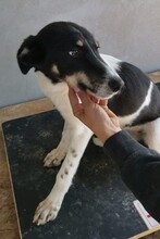 MALIA, Hund, Mischlingshund in Rumänien - Bild 3