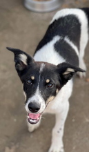MALIA, Hund, Mischlingshund in Rumänien - Bild 4