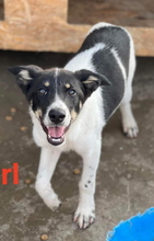 MALIA, Hund, Mischlingshund in Rumänien - Bild 5