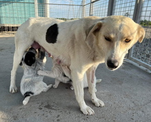 MALIA, Hund, Mischlingshund in Rumänien - Bild 6