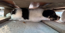 MALIA, Hund, Mischlingshund in Rumänien - Bild 7