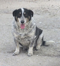 PENNY, Hund, Mischlingshund in Bulgarien - Bild 1