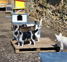 PENNY, Hund, Mischlingshund in Bulgarien - Bild 10