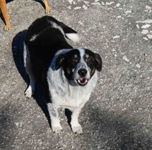 PENNY, Hund, Mischlingshund in Bulgarien - Bild 11
