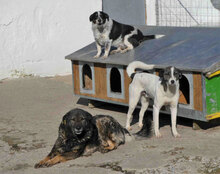 PENNY, Hund, Mischlingshund in Bulgarien - Bild 12