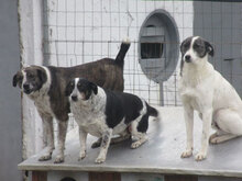 PENNY, Hund, Mischlingshund in Bulgarien - Bild 13