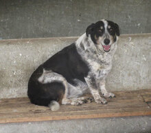 PENNY, Hund, Mischlingshund in Bulgarien - Bild 2