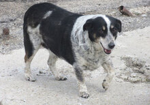 PENNY, Hund, Mischlingshund in Bulgarien - Bild 3