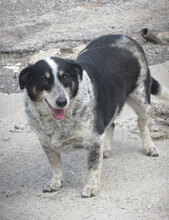 PENNY, Hund, Mischlingshund in Bulgarien - Bild 5