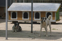 PENNY, Hund, Mischlingshund in Bulgarien - Bild 7