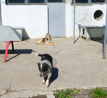 PENNY, Hund, Mischlingshund in Bulgarien - Bild 8