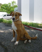 YUKON, Hund, Mischlingshund in Bulgarien - Bild 1