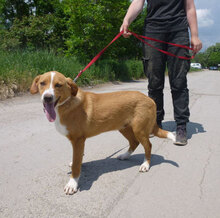 YUKON, Hund, Mischlingshund in Bulgarien - Bild 10