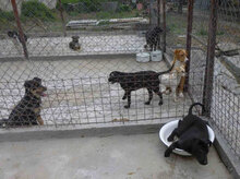 YUKON, Hund, Mischlingshund in Bulgarien - Bild 13