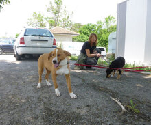 YUKON, Hund, Mischlingshund in Bulgarien - Bild 4