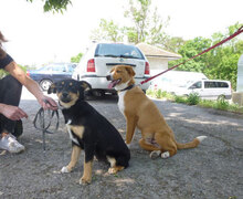 YUKON, Hund, Mischlingshund in Bulgarien - Bild 5