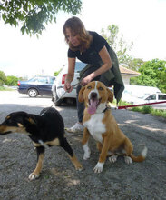 YUKON, Hund, Mischlingshund in Bulgarien - Bild 6
